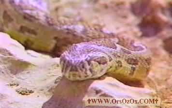SNAKE1.JPG